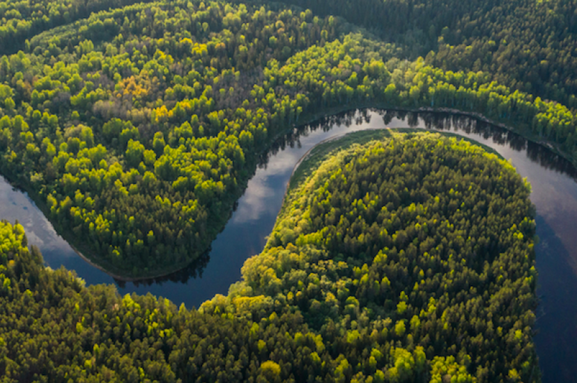 In recent years, measurements in the Amazon forest suggest that it has been releasing more carbon than it has absorbed 