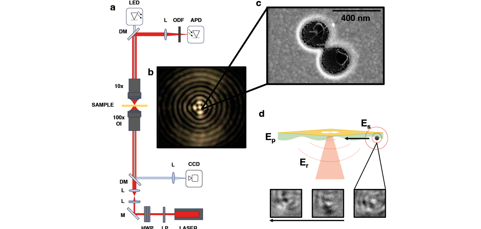 Experimental optical tweezer set-up