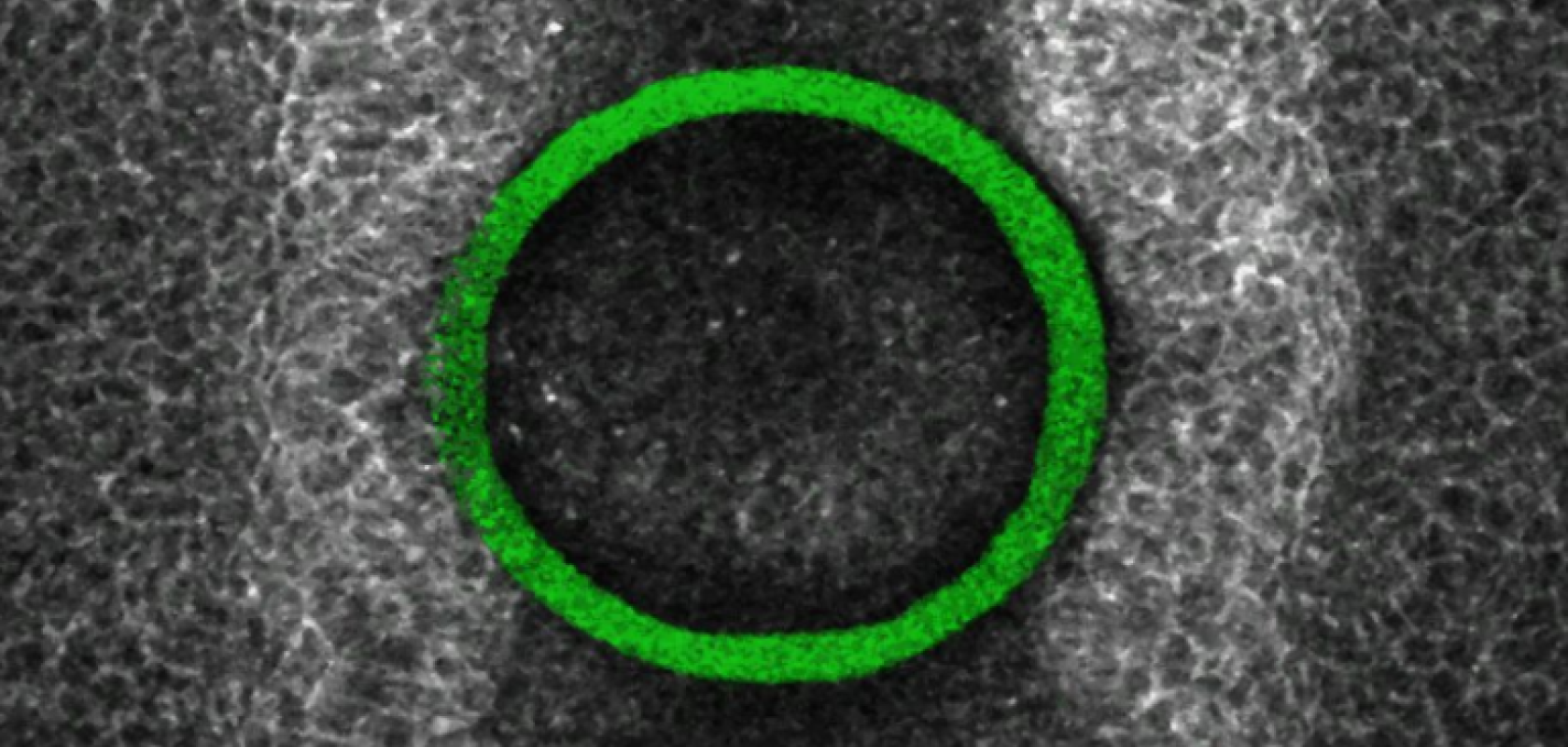 A tiny mechanical force sensor placed inside chicken embryos can detect the growth of the central nervous system