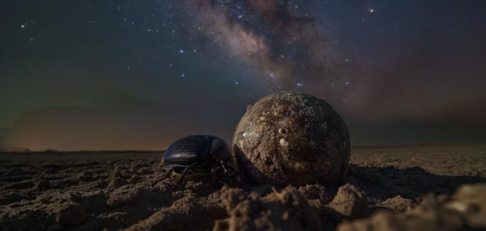 Dung beetle